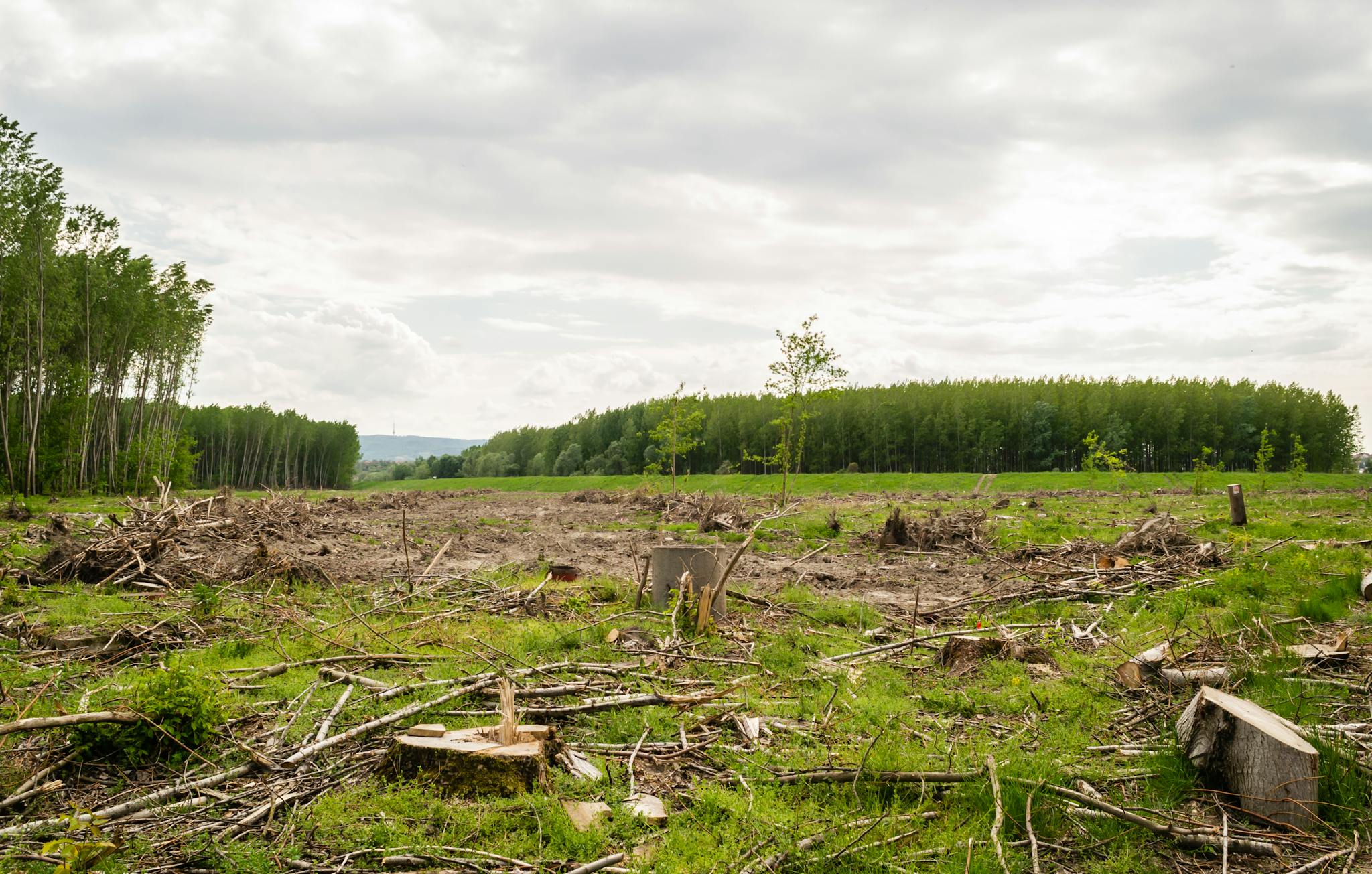 Wide view of deforestation with cut trees and open field under cloudy sky.